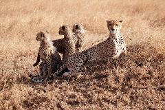 A cheetah rests in dry grass with three cubs looking in different directions.