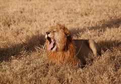 A majestic male lion with a thick mane is lying in dry, golden grass, yawning widely and exposing his pink tongue in the bright sunlight.