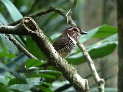 A barred antthrush is perched on a mossy branch amidst lush greenery, showcasing its distinctive brown and white plumage.