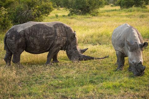 Two rhinos are grazing in a grassy field, one covered in mud on the left and the other a lighter gray on the right, with trees in the background.