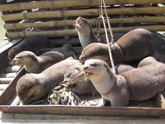 Several otters are gathered in a metal tray, some eating fish, while others are tied with rope, and one is standing up with its mouth open.