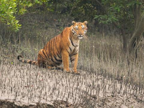 A majestic tiger sits amidst a dense, grassy landscape, its intense gaze fixed directly at the viewer, framed by the natural foliage of its habitat.