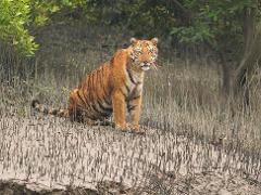 A majestic tiger sits amidst a dense, grassy landscape, its intense gaze fixed directly at the viewer, framed by the natural foliage of its habitat.