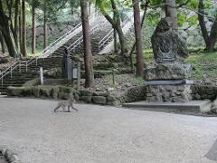 A monkey walks along a gravel path with a stone monument to its right and a long staircase with railings behind.