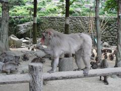 A large Japanese macaque stands on a fence in a park, with many other macaques visible in the background.