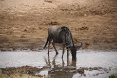 A wildebeest is drinking water from a small puddle on a muddy plain.