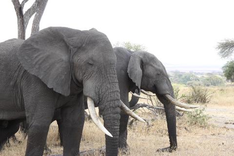 Two elephants stand side-by-side in a grassy field, with one elephant closer to the camera, showcasing their impressive tusks and wrinkled skin.