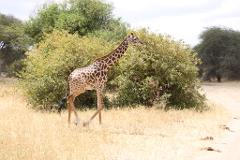 A giraffe is walking through a grassy field with trees and shrubs in the background.