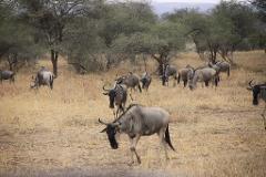 A herd of wildebeest grazes in a grassy field scattered with trees in Tanzania.