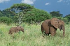 An elephant and its calf are walking through a grassy plain with scattered trees under a cloudy sky.