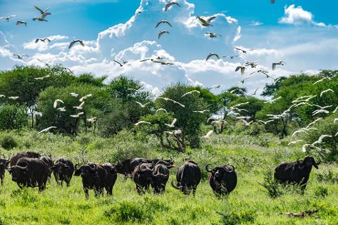 A herd of African buffalo grazes in a lush, green field, as a flock of white birds soars above them, against a backdrop of dense trees and a bright, cloudy sky.