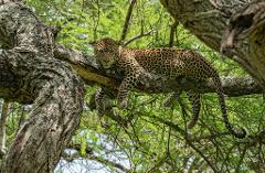 A leopard rests on a tree branch, blending into the bark's texture amidst green foliage.