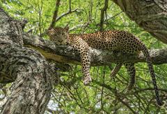 A majestic leopard lounges serenely on a tree branch, its spotted coat blending with the surrounding green foliage, in a scene captured during a safari in Tanzania.