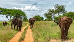 A herd of elephants walks along a dirt road through a grassy landscape in Tanzania, with trees dotting the horizon and a cloudy sky overhead.