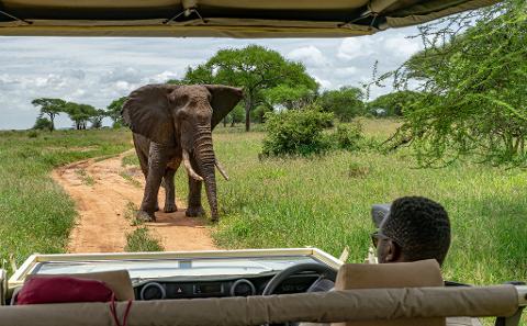 A close-up shot shows an elephant blocking the dirt road while a person in a safari jeep observes it in Tanzania.