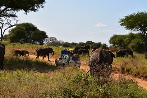 A safari jeep is surrounded by a herd of elephants in a grassy landscape during a wildlife tour in Tanzania.