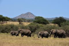 A herd of elephants walks across a grassy plain in Tanzania, with trees and a mountain in the background, under a clear blue sky.