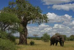 An elephant grazes near a large tree under a blue sky with puffy clouds in Tanzania.