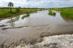 A wide river flows through a grassy landscape under an overcast sky, with a palm tree on the left bank.