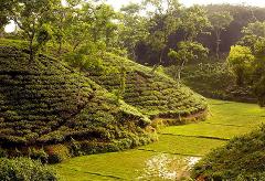 Lush green hills covered in tea plantations cascade down to a serene valley with paddy fields, all bathed in soft sunlight.