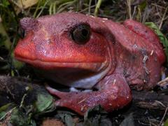 A tomato frog rests among leaves and twigs, its reddish-orange skin contrasting with the green foliage, while its large, dark eyes stare forward.