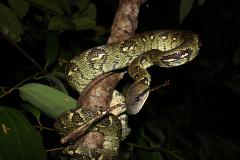 A green and black patterned snake is coiled around a brown tree branch at night, with dark leaves in the background.