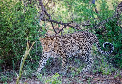 A leopard prowls through the bush, its patterned coat blending with the lush greenery, as it moves stealthily through its natural habitat.