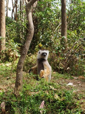 A Coquerel's Sifaka lemur sits upright amidst lush green vegetation and trees in a forest setting, its distinctive white and grey fur contrasting with the warm brown tones of its body and the surrounding foliage.