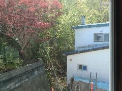 A view from a window shows a red-leafed tree in front of lush green foliage and a white building with a blue roof.