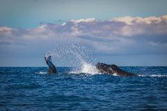 Gran Tour incluyendo Bogotá, Medellín, Nuquí y Valle del Cocora - 11 Días Two humpback whales breach the ocean surface, causing a splash of water against a backdrop of clouds and blue sky.