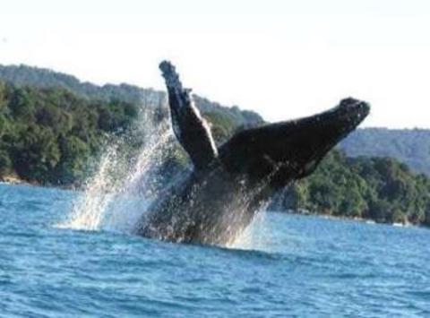 A whale breaches the surface of the ocean, with its massive body and flippers rising into the air amidst splashing water.
