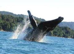 A whale breaches the surface of the ocean, with its massive body and flippers rising into the air amidst splashing water.