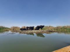 A herd of black water buffalo relax on a small island in a tranquil body of water under a clear blue sky, surrounded by reeds and vegetation.