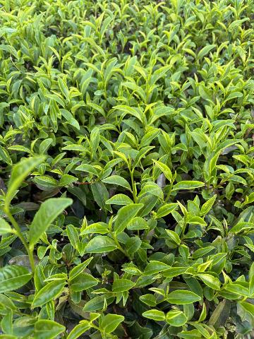 A close-up view of lush green tea plants growing densely in a field or garden.