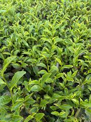 A close-up view of lush green tea plants growing densely in a field or garden.