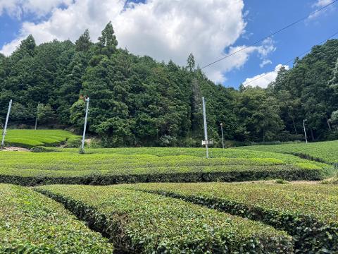 A traditional Japanese-style room features tatami mats, shoji screens, a wooden table, bedding, an air conditioner, and a view of greenery outside a window.