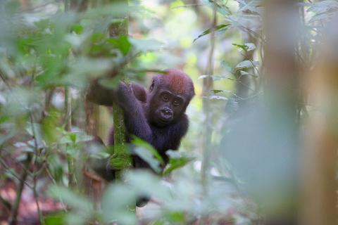 A young gorilla clings to a moss-covered tree trunk amidst lush green foliage.