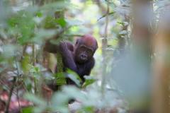 A young gorilla clings to a moss-covered tree trunk amidst lush green foliage.