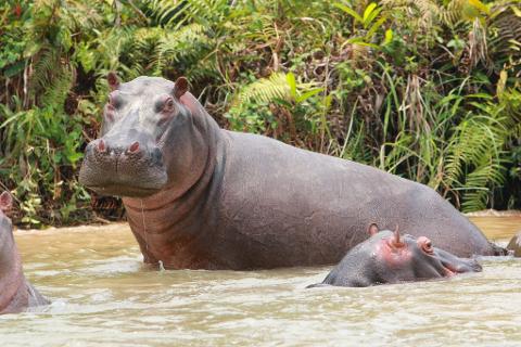 Two hippos partially submerged in muddy water, with lush green foliage in the background.