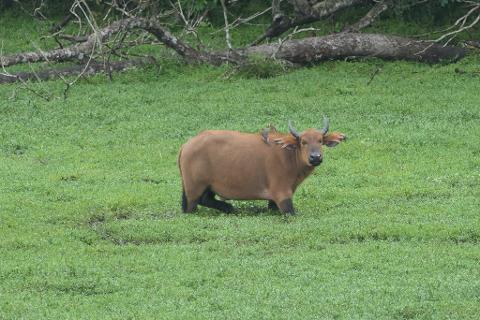 A brown buffalo stands in a grassy field with two birds on its back, while fallen trees rest in the background.
