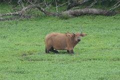 A brown buffalo stands in a grassy field with two birds on its back, while fallen trees rest in the background.