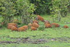 A group of reddish-brown wild pigs graze in a grassy clearing surrounded by lush green trees.