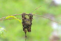 A tiny bird sits in its intricately woven nest, suspended from a thorny branch against a soft green backdrop.