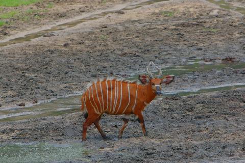 A bongo antelope stands in muddy terrain with its distinctive white stripes visible.