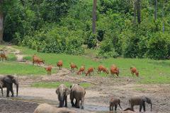 A herd of bongo antelopes grazes in a clearing while elephants gather at a watering hole in a lush Central African forest.