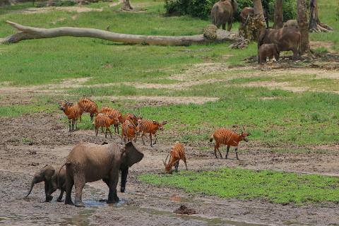 A herd of Eastern Bongo antelopes graze near a family of elephants in a muddy clearing with lush green grass.