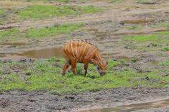 A bongo antelope grazes on green grass in a muddy, wet landscape with tire tracks visible.