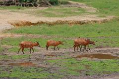 Three Eastern bongo antelopes, characterized by their bright orange coats and white stripes, walk across a muddy landscape dotted with puddles.