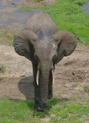 An elephant with large ears and tusks walks towards the camera on a dirt path with grass and a puddle.
