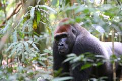 A close-up shot shows a silverback gorilla with a reddish-brown crown, peeking through lush green foliage in a forest.
